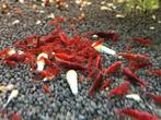 Bloody Mary, Neocaridina, Kreeft, Krab of Garnaal