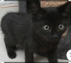 Ik zoek een kitten, Kater, Kortharig, 0 tot 2 jaar