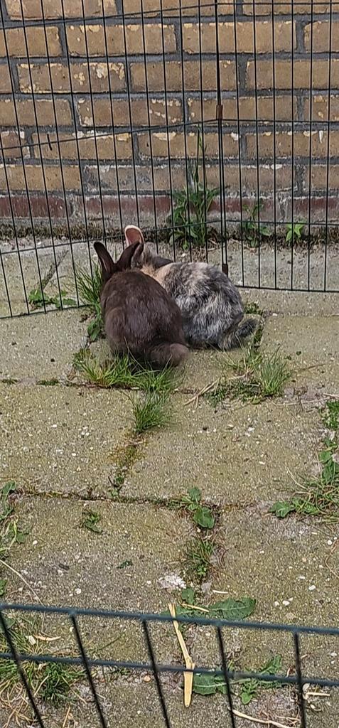 Konijnen koppel, Dieren en Toebehoren, Konijnen, Meerdere dieren, 0 tot 2 jaar, Hangoor