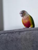Phyrrhura perlata en red pineappel, Dieren en Toebehoren, Vogels | Parkieten en Papegaaien, Meerdere dieren, Parkiet, Tam