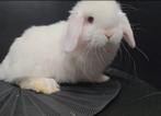 Minilop rammetje, Dieren en Toebehoren, Konijnen, Vrouwelijk, Dwerg, Hangoor, 0 tot 2 jaar
