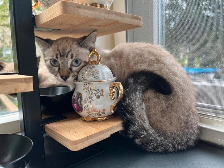 Sneeuw Lynx Bengaal, Dieren en Toebehoren, Katten en Kittens | Raskatten | Korthaar, Kater, Ontwormd