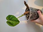 philodendron gloriosum chonks, Verzenden, Overige soorten, Halfschaduw, Minder dan 100 cm
