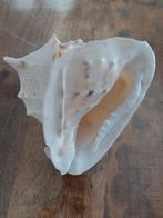 Grote Helmschelp, Verzamelen, Mineralen en Fossielen, Ophalen of Verzenden, Fossiel