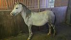 Welsh merrie 5 jaar - groen project, Merrie