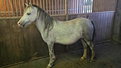 Welsh merrie 5 jaar - groen project, Dieren en Toebehoren, Paarden en Pony's | Dekhengsten en Fokmerries, Merrie