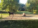 Pension plek aangeboden 24/7 buiten met track, Dieren en Toebehoren, Stalling en Weidegang, Weidegang, 1 paard of pony