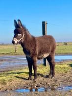 Ezel merrie  is van 26-9-2025, Dieren en Toebehoren, Overige Dieren, September, Vrouwelijk