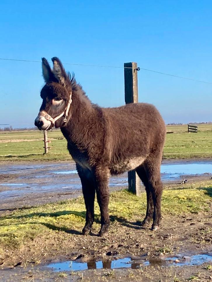 Ezel merrie  is van 26-9-2025, Dieren en Toebehoren, Overige Dieren, Vrouwelijk, September