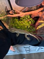 Winpergekko dalmatiër, mannetje, Dieren en Toebehoren, Ophalen of Verzenden, Zo goed als nieuw