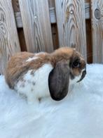 Lieve nhd voedster, Dieren en Toebehoren, Konijnen, Vrouwelijk, Dwerg