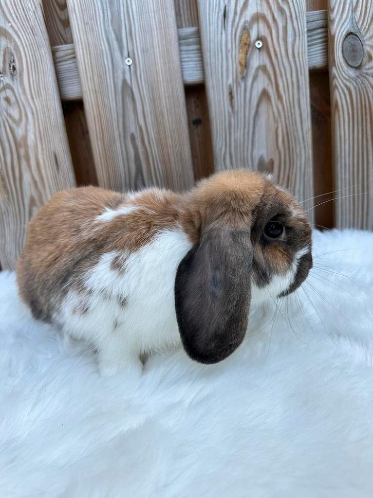 Lieve nhd voedster, Dieren en Toebehoren, Konijnen, Dwerg, Vrouwelijk