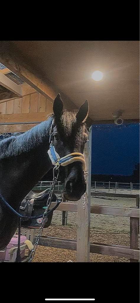Paard gezocht, Dieren en Toebehoren, Paarden en Pony's | Verzorgingsproducten, Ophalen of Verzenden