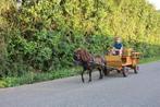 Prachtige  nmprs ponny, Dieren en Toebehoren, Pony's, Ruin, Niet van toepassing, Gechipt, A pony (tot 1.17m)