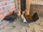 Wyandotte kriel kuikens, Dieren en Toebehoren, Pluimvee, Meerdere dieren, Kip