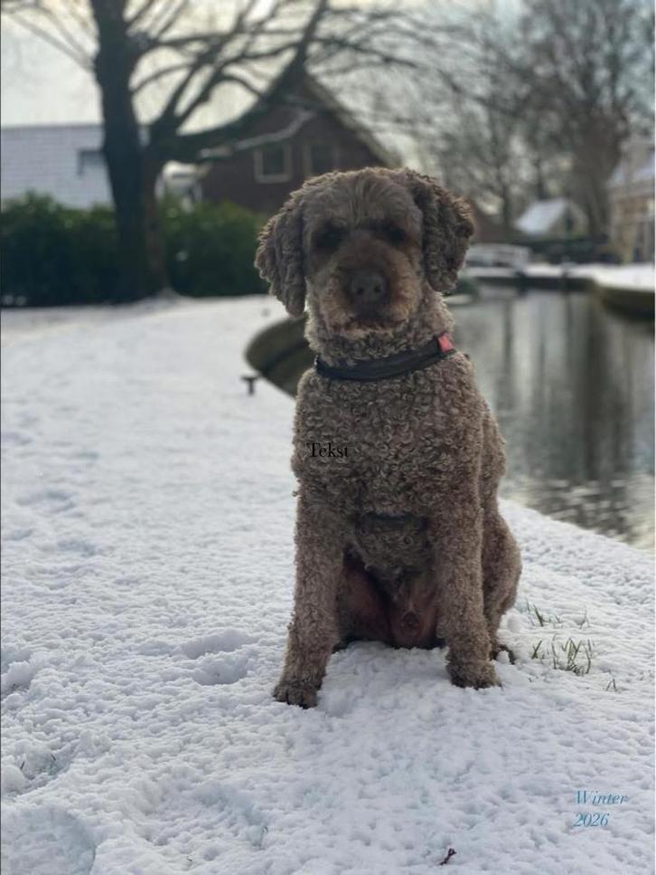 Oppas voor hond(en) en huis, Dieren en Toebehoren, Honden-accessoires, Nieuw, Ophalen of Verzenden