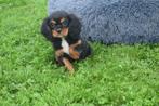 Cavalier King Charles spaniel  pups, Dieren en Toebehoren, België, Rabiës (hondsdolheid), 15 weken tot 1 jaar, Meerdere