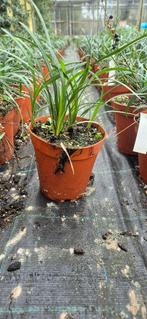 Liriope ‘Money Maker’, Ophalen, Bodembedekkers, Vaste plant, Halfschaduw
