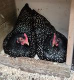 Jonge vitale Barnevelder kriel hennen, nog 1 te koop, Dieren en Toebehoren, Pluimvee, Vrouwelijk, Kip