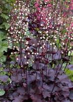 Heuchera Palace purple (Purperklokje) in pot te koop, Bodembedekkers, Vaste plant, Ophalen of Verzenden, Halfschaduw