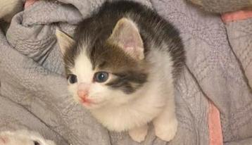 2 lieve katertjes europkh kittens beschikbaar voor biedingen