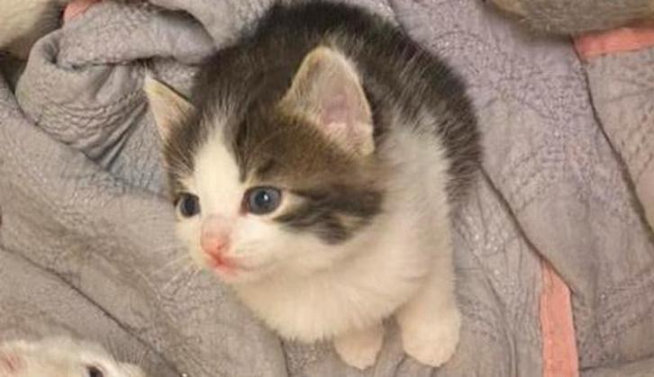 2 lieve katertjes europkh kittens, Dieren en Toebehoren, Katten en Kittens | Raskatten | Korthaar, Meerdere dieren, Ontwormd