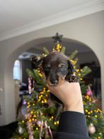 Dwergteckel pups te koop, Rabiës (hondsdolheid), 8 tot 15 weken, Dwerg, Meerdere