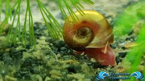 Posthoorn slak aquarium, Dieren en Toebehoren, Vissen | Aquariumvissen, Vis