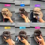 6 Pomeranian pups met FCI stamboom in NL geboren, Dieren en Toebehoren, Keeshond, 8 tot 15 weken, Teef, Meerdere