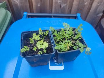 Aardkastanje (bio)  beschikbaar voor biedingen