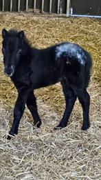 Mooie mini merrie geb 29 september, Dieren en Toebehoren, Paarden en Pony's | Dekhengsten en Fokmerries, Merrie