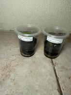 Philodendrom verrucosum, Ophalen of Verzenden