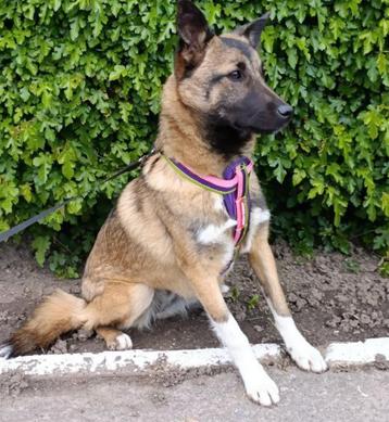 Sherry, zeer slimme pup van 9 maanden beschikbaar voor biedingen