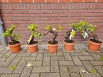Druif (vitis bonsai) op stam: ruim 15 jaar oude stam!, Ophalen of Verzenden