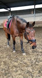 Stalling gezocht, Dieren en Toebehoren, Stalling en Weidegang, Stalling, 1 paard of pony