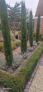 Gratis 7 Coniferen opte halen, Tuin en Terras, Planten | Bomen, Bloeit niet, Halfschaduw, 100 tot 250 cm, Overige soorten