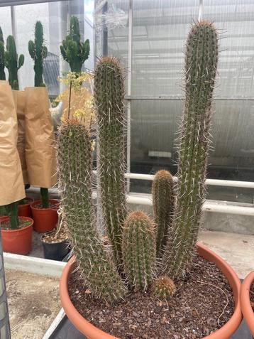 Cactus Haageocereus Acranthus potmaat 43cm beschikbaar voor biedingen