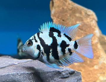 1x bleu parrot cichlide 5cm te koop aangeboden beschikbaar voor biedingen