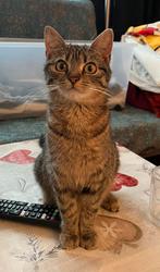Poes, Dieren en Toebehoren, Katten en Kittens | Overige Katten