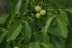 **ACTIE** Juglans regia, walnoot, fruitboom, Tuin en Terras, Minder dan 100 cm, Lente, Ophalen of Verzenden, Walnotenboom