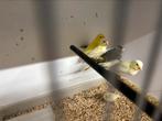 5 x timbrado kanarie geel, Meerdere dieren, Zangkanarie