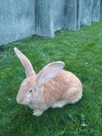 Vlaamse reuzen, Dieren en Toebehoren, Konijnen, Mannelijk, Groot, 0 tot 2 jaar