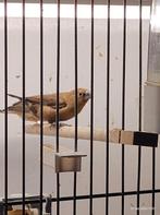 Zilverbekje, Dieren en Toebehoren, Vogels | Overige Vogels, Geslacht onbekend, Tropenvogel
