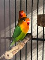 Fischers Agapornis vogels, met kooi, Dieren en Toebehoren, Geslacht onbekend, Dwergpapegaai of Agapornis