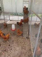 Kippen kriel, Dieren en Toebehoren, Pluimvee, Meerdere dieren, Kip