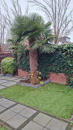 2 Palmbomen te koop, Tuin en Terras, Planten | Bomen, Volle zon, Bloeit niet, Ophalen of Verzenden, 100 tot 250 cm