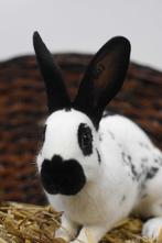 Mooie jonge Papillon konijn voedster - volledig ingeënt, Vrouwelijk, Dwerg, 0 tot 2 jaar