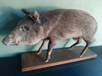 Wild zwijn taxidermie Opgezet 90x50 cm, Ophalen, Gebruikt, Wild dier, Opgezet dier