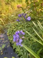 agaphantus, Volle zon, Vaste plant, Zomer, Ophalen
