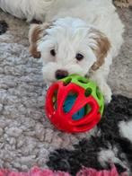 Mooie lieve Maltipoo pup pups maltezer x toy poedel, Dieren en Toebehoren, Parvo, 8 tot 15 weken, Meerdere, Meerdere dieren